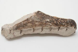 Fossil Mosasaur (Tethysaurus) Jaw Association - Asfla, Morocco #196686