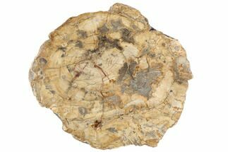 16.5" Petrified Wood (Araucaria) Round - Madagascar - Fossil #196760