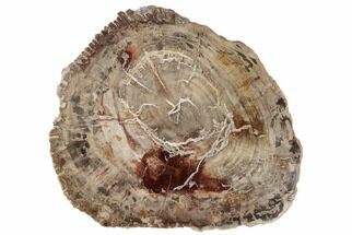 19.8" Thick-Cut, Petrified Wood (Araucaria) Round - Madagascar  - Fossil #196769