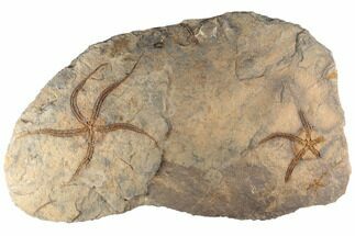 Ordovician Brittle Star (Ophiura) With Partials - Morocco #196746