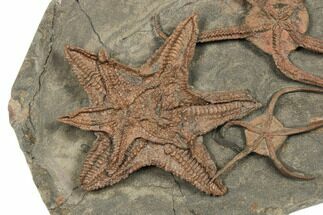 Fantastically Prepared Fossil Starfish & Brittle Stars #196770