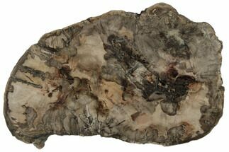 11.1" Triassic, Petrified Wood (Araucaria) Slab - Madagascar  - Fossil #196781