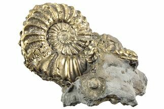 Pyritized (Pleuroceras) Ammonite Fossil - Germany #196953