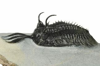 Short Trident Walliserops Trilobite - Timrzit, Morocco #179519