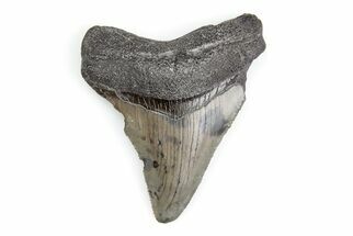 Serrated, 2.09" Juvenile Megalodon Tooth - South Carolina - Fossil #195924