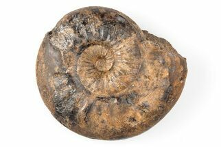 3.1" Iron Replaced Ammonite Fossil - Boulemane, Morocco - Fossil #196566