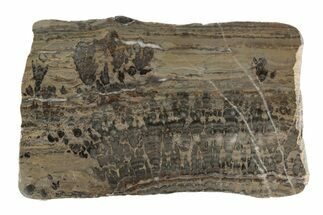8.7" Proterozoic Stromatolite (Yelma) Slab - Australia - Fossil #197362