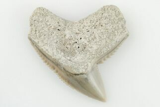 1.3" Fossil Tiger Shark (Galeocerdo) Tooth -  Aurora, NC - Fossil #195106