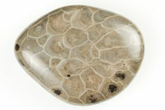 Polished Petoskey Stone (Fossil Coral) - Michigan #197457