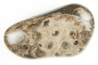 2.95" Polished Petoskey Stone (Fossil Coral) - Michigan - Fossil #197458