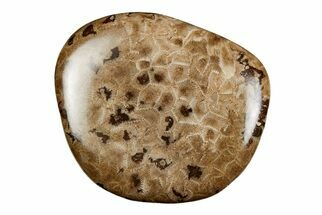 3.2" Polished Petoskey Stone (Fossil Coral) - Michigan - Fossil #197439