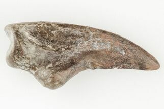 Exceptional Fossil Dimetrodon Claw - Texas #197354