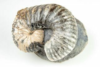 Rare, Scaphites Heteromorph Ammonite - Kansas #197369