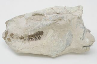 5.5" Fossil Oreodont (Merycoidodon) Skull - Wyoming - Fossil #197412