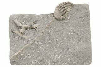 Fossil Crinoid (Dizygocrinus) - Crawfordsville, Indiana #197654