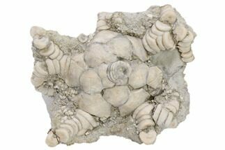 Fossil Crinoid (Barycrinus) - Crawfordsville, Indiana #197656