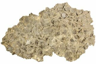 15.5" Cretaceous Rudist (Durania) Colony with Oysters - Kansas - Fossil #197350