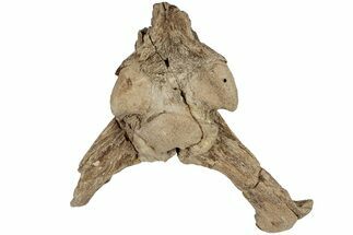 Fossil Mosasaur (Platecarpus) Brain Case - Kansas #197530