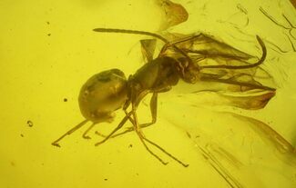 Fossil Winged Ant (Formicidae) In Baltic Amber #197704