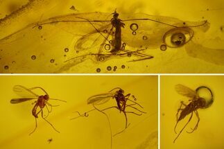 Four Fossil Flies (Diptera) In Baltic Amber #197746