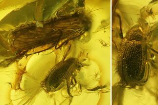 Fossil Caddisfly (Trichoptera) & Beetle (Coleoptera) In Baltic Amber #197747