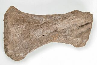 Mosasaur (Platecarpus) Radius Bone - Kansas #197660