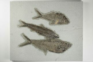 Multiple Fossil Fish (Diplomystus & Knightia) - Wyoming #198103