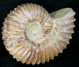 Heavy (9.7" Wide) Mantelliceras Ammonite For Sale, #12395