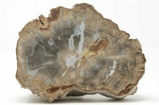 Devonian Petrified Wood From Oklahoma - Oldest True Wood #198056