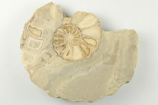 4.4" Cut/Polished Calycoceras Ammonite (Half) - Texas - Fossil #198204