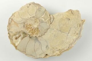 3.3" Cut/Polished Calycoceras Ammonite (Half) - Texas - Fossil #198205