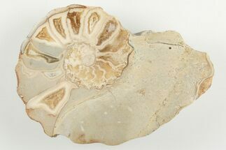 3.2" Cut/Polished Calycoceras Ammonite (Half) - Texas - Fossil #198206
