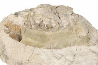 Unprepped Oligocene Mammal Fossils in Rock - South Dakota #198201