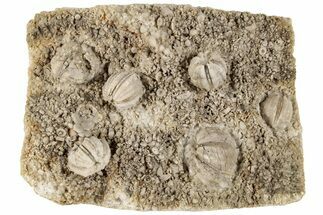 Multiple Blastoid Fossil Plate - Arkansas #198192