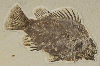 Fossil Fish (Priscacara) - Wyoming #198395