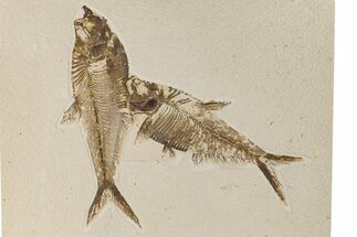 Two Fossil Fish (Diplomystus) - Wyoming #198394