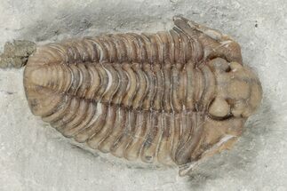 Fossil Trilobite (Calymene breviceps) - Waldron Shale #198717