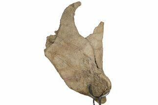 Impressive, 17.5" Fossil Triceratops Jugal Bone - Montana - Fossil #198927