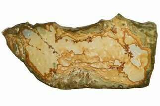 18.3" Polished Rocky Butte Picture Jasper Slab - Oregon - Crystal #198953