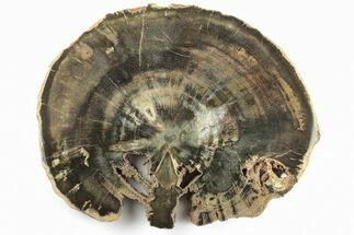 Triassic Petrified Wood (Woodworthia) Round - Zimbabwe #198987