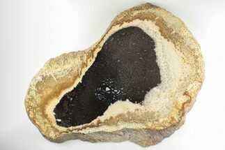 11.4" Polished Petrified Palmwood (Palmoxylon) Round - Texas - Fossil #198991