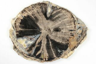 7.8" Petrified Wood (Schinoxylon) Round - Blue Forest, Wyoming - Fossil #198997