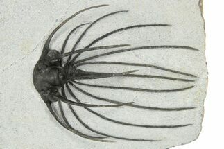 Rare, Spiny Heliopeltis Trilobite - Issoumour, Morocco #199010
