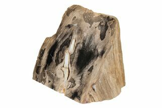 6.3" Polished Petrified Wood Stand-up - McDermitt, Oregon - Fossil #199035