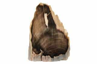 Polished Petrified Wood (Cherry) Stand-up - McDermitt, Oregon #199044