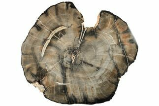 12.6" Petrified Wood (Woodworthia) Round - Arizona - Fossil #199006