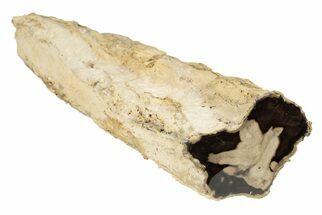 13" Polished Petrified Wood Limb - Eagle's Nest, Oregon - Fossil #199027