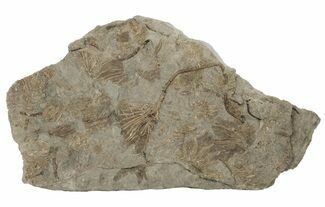 Plate Of Fossil Crinoids & Sea Urchins - Gilmore City, Iowa #199135