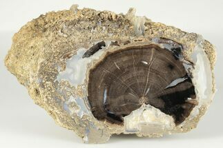 5.3" Wide, Petrified Wood (Schinoxylon) Limb - Blue Forest, Wyoming - Fossil #198973
