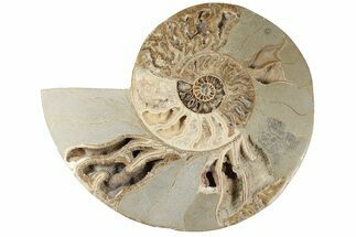 Choffaticeras (Daisy Flower) Ammonite Half - Madagascar #199247